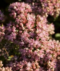 Roots Plants Sedum 'Sunsparkler Lime Zinger' Perennials 7 Roots Plants Sedum 'Sunsparkler Lime Zinger' Perennials