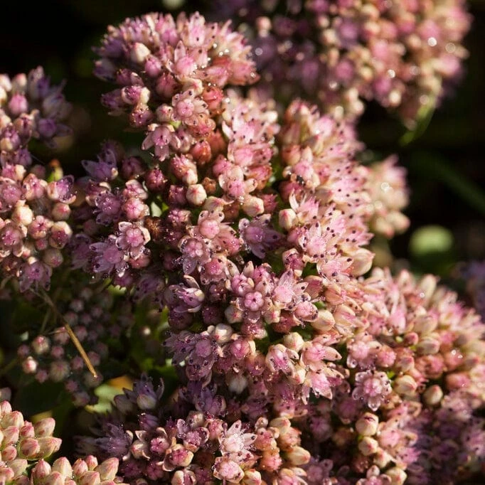 Roots Plants Sedum 'Sunsparkler Lime Zinger' Perennials 5 Roots Plants Sedum 'Sunsparkler Lime Zinger' Perennials