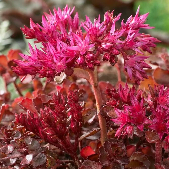 Roots Plants Sedum 'Sunsparkler Wildfire' 3 Roots Plants Sedum 'Sunsparkler Wildfire'