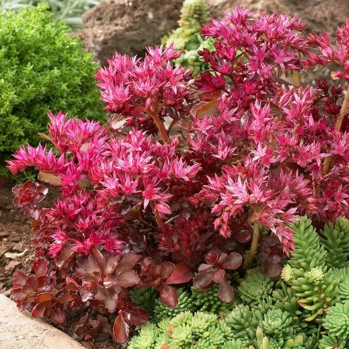 Roots Plants Sedum 'Sunsparkler Wildfire' 4 Roots Plants Sedum 'Sunsparkler Wildfire'