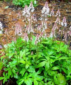 Roots Plants Tiarella 'Spring Symphony' Perennials