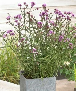 Roots Plants Verbena 'Lollipop' Verbenas