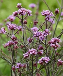 Roots Plants Verbena 'Lollipop' Verbenas