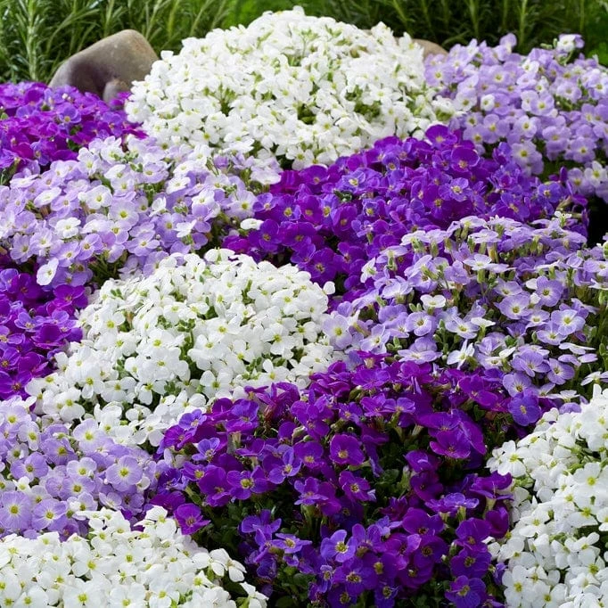 Roots Plants Perennials Aubrieta 'Katie Blue' 5 Roots Plants Perennials Aubrieta 'Katie Blue'