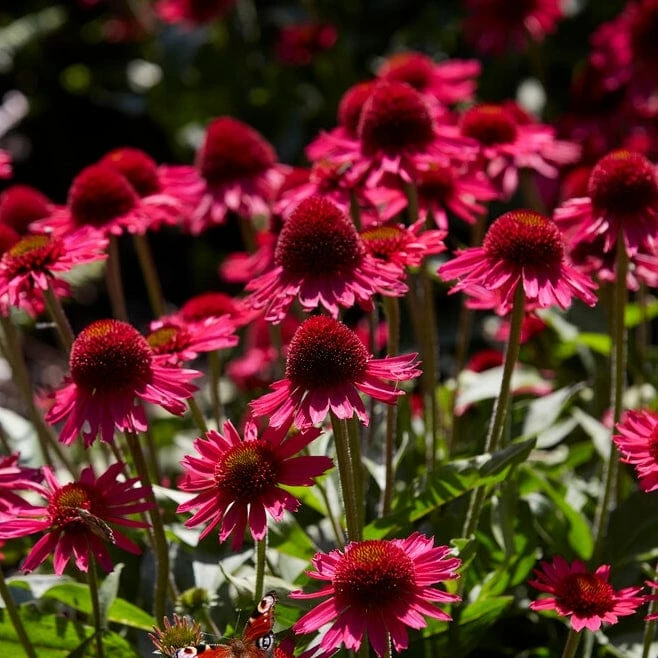Roots Plants Perennials Echinacea 'Delicious Candy' 3 Roots Plants Perennials Echinacea 'Delicious Candy'