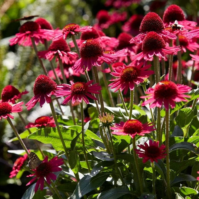 Roots Plants Perennials Echinacea 'Delicious Candy' 4 Roots Plants Perennials Echinacea 'Delicious Candy'