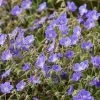 Roots Plants Geranium 'Bloom Me Away' 2 Roots Plants Geranium 'Bloom Me Away'