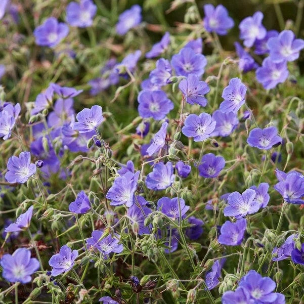 Roots Plants Geranium 'Bloom Me Away' 3 Roots Plants Geranium 'Bloom Me Away'