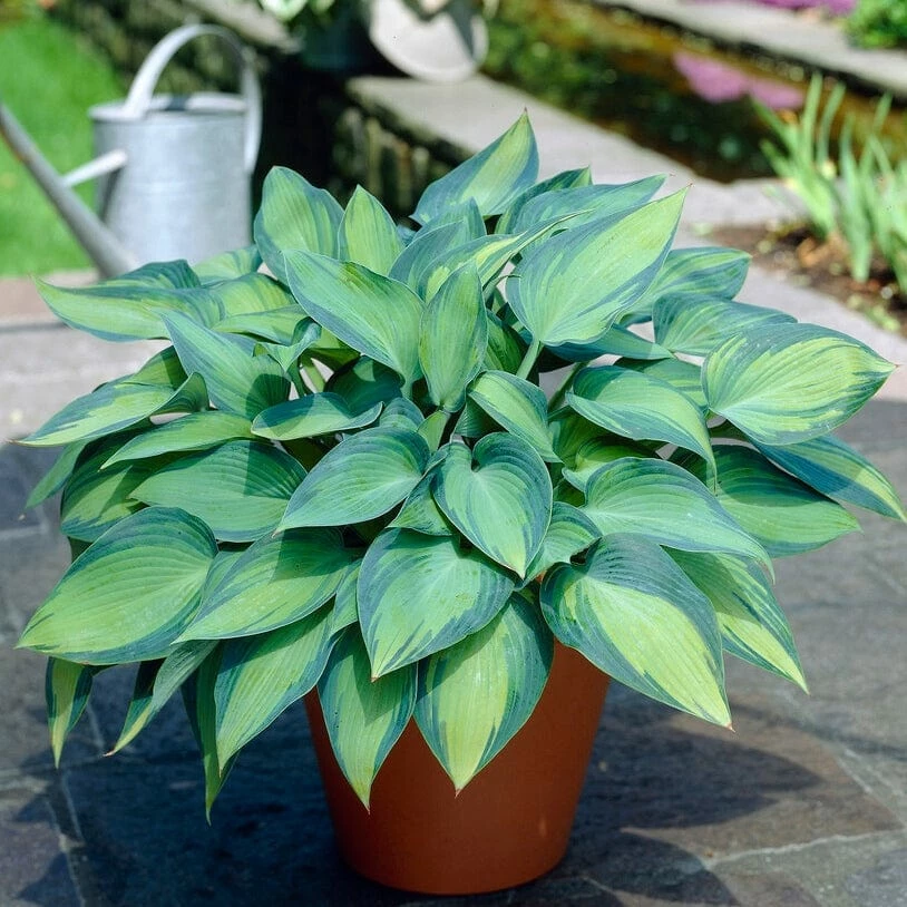 Roots Plants Hosta 'June' 3 Roots Plants Hosta 'June'