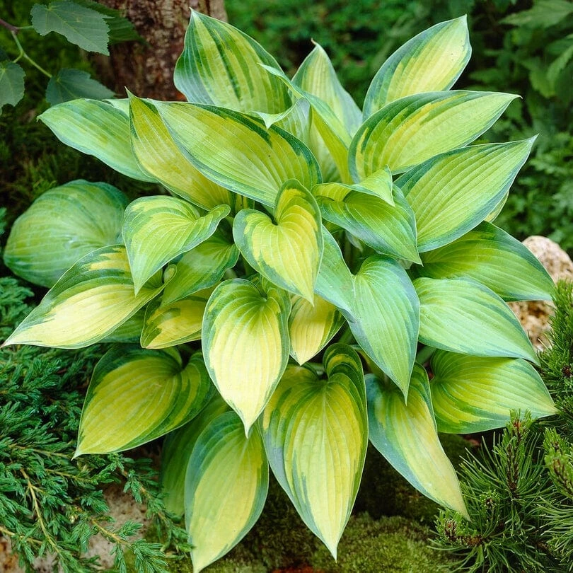 Roots Plants Hosta 'June' 4 Roots Plants Hosta 'June'