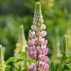 Roots Plants Perennials Lupin 'Legendary Rose Shades' 1 Roots Plants Perennials Lupin 'Legendary Rose Shades'