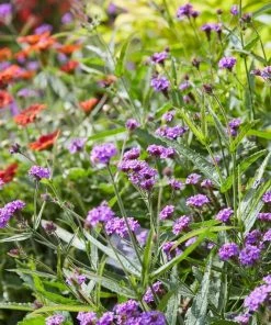Roots Plants Verbena 'Santos Purple'