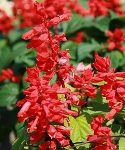 Roots Plants Salvia 'Vista Red'