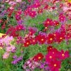 Roots Plants Cosmos 'Apollo Carmine' Perennials 2 Roots Plants Cosmos 'Apollo Carmine' Perennials