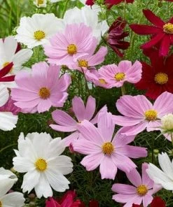 Roots Plants Cosmos 'Apollo Lovesong' Perennials