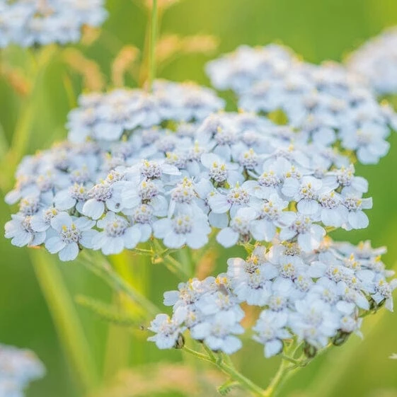 Roots Plants Perennials Achillea 'New Vintage White' 3 Roots Plants Perennials Achillea 'New Vintage White'