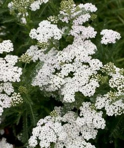 Roots Plants Perennials Achillea 'New Vintage White' 7 Roots Plants Perennials Achillea 'New Vintage White'