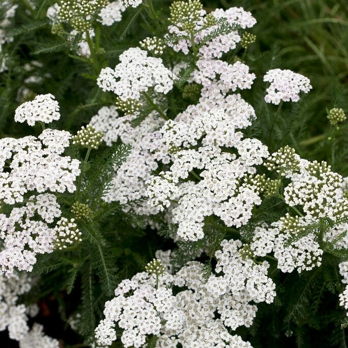 Roots Plants Perennials Achillea 'New Vintage White' 5 Roots Plants Perennials Achillea 'New Vintage White'