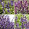 Roots Plants 6 Salvia Plants | 'Blues Collection' | 10.5cm Pots