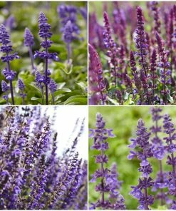 Roots Plants 6 Salvia Plants | 'Blues Collection' | 10.5cm Pots