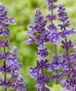 Roots Plants 6 Salvia Plants | 'Blues Collection' | 10.5cm Pots