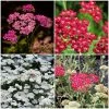 Roots Plants Perennials Achillea New Vintage Collection | 3 X 3L Pots 2 Roots Plants Perennials Achillea New Vintage Collection | 3 X 3L Pots