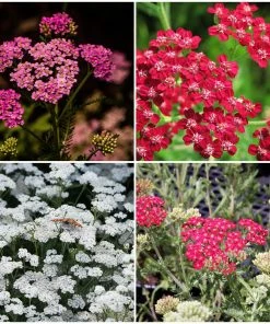 Roots Plants Shop 7 Roots Plants Perennials Achillea New Vintage Collection | 3 X 3L Pots