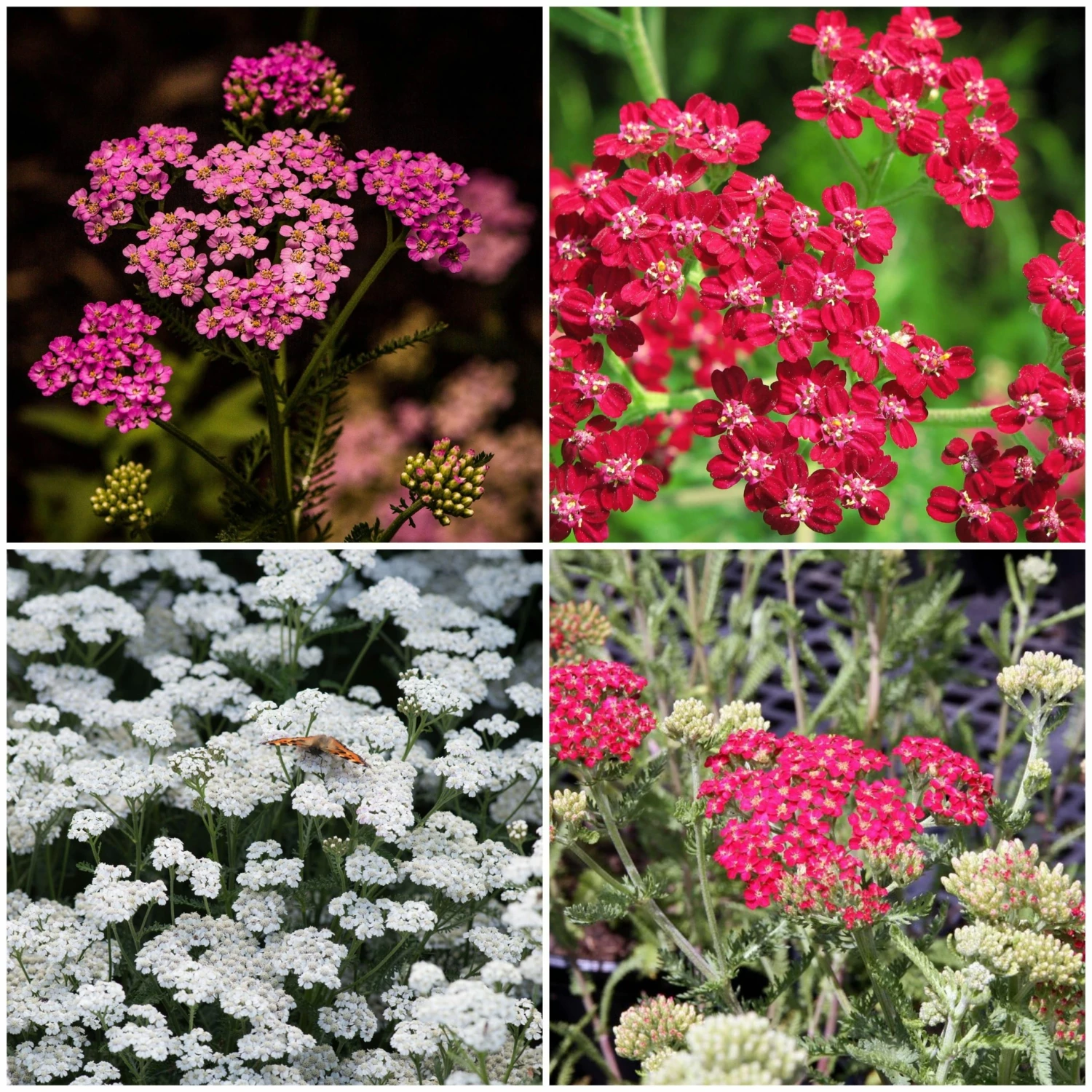 Roots Plants Perennials Achillea New Vintage Collection | 3 X 3L Pots 3 Roots Plants Perennials Achillea New Vintage Collection | 3 X 3L Pots