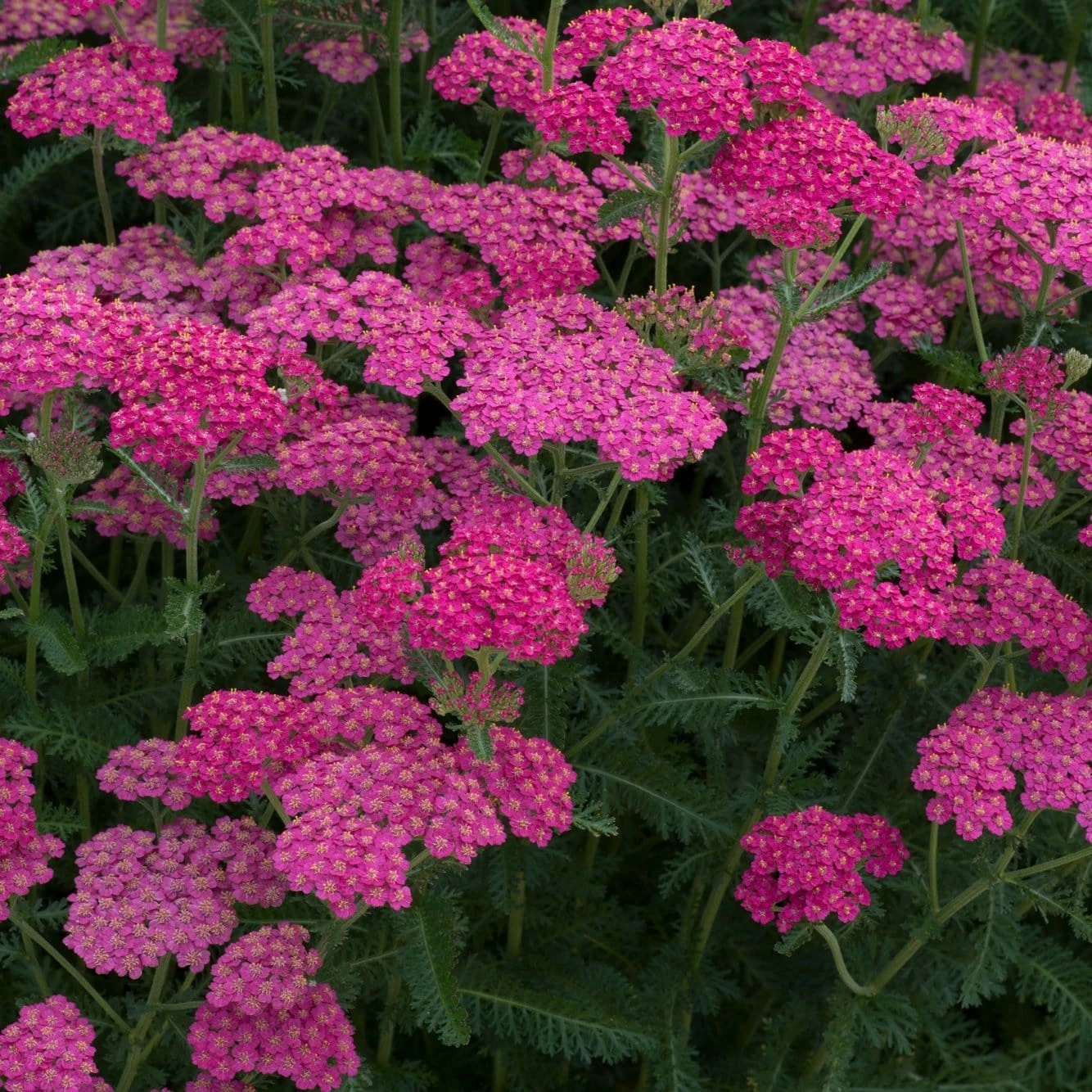 Roots Plants Perennials Achillea New Vintage Collection | 3 X 3L Pots 4 Roots Plants Perennials Achillea New Vintage Collection | 3 X 3L Pots