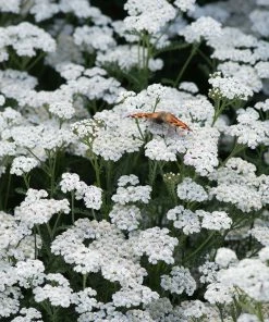 Roots Plants Perennials Achillea New Vintage Collection | 3 X 3L Pots 9 Roots Plants Perennials Achillea New Vintage Collection | 3 X 3L Pots