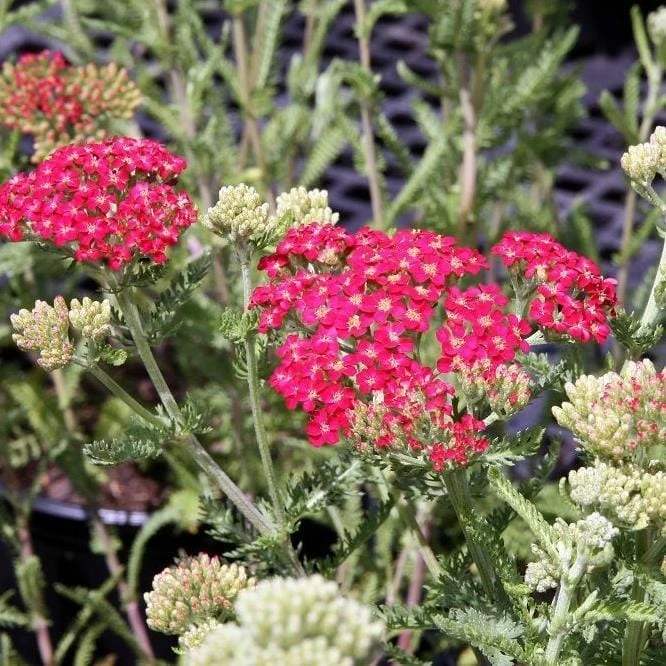 Roots Plants Perennials Achillea New Vintage Collection | 3 X 3L Pots 6 Roots Plants Perennials Achillea New Vintage Collection | 3 X 3L Pots
