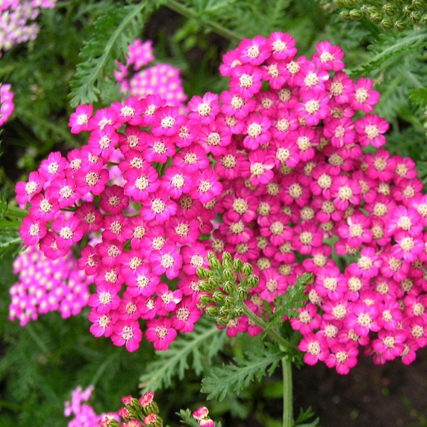 Roots Plants Achillea 'Cerise Queen' Perennials 3 Roots Plants Achillea 'Cerise Queen' Perennials