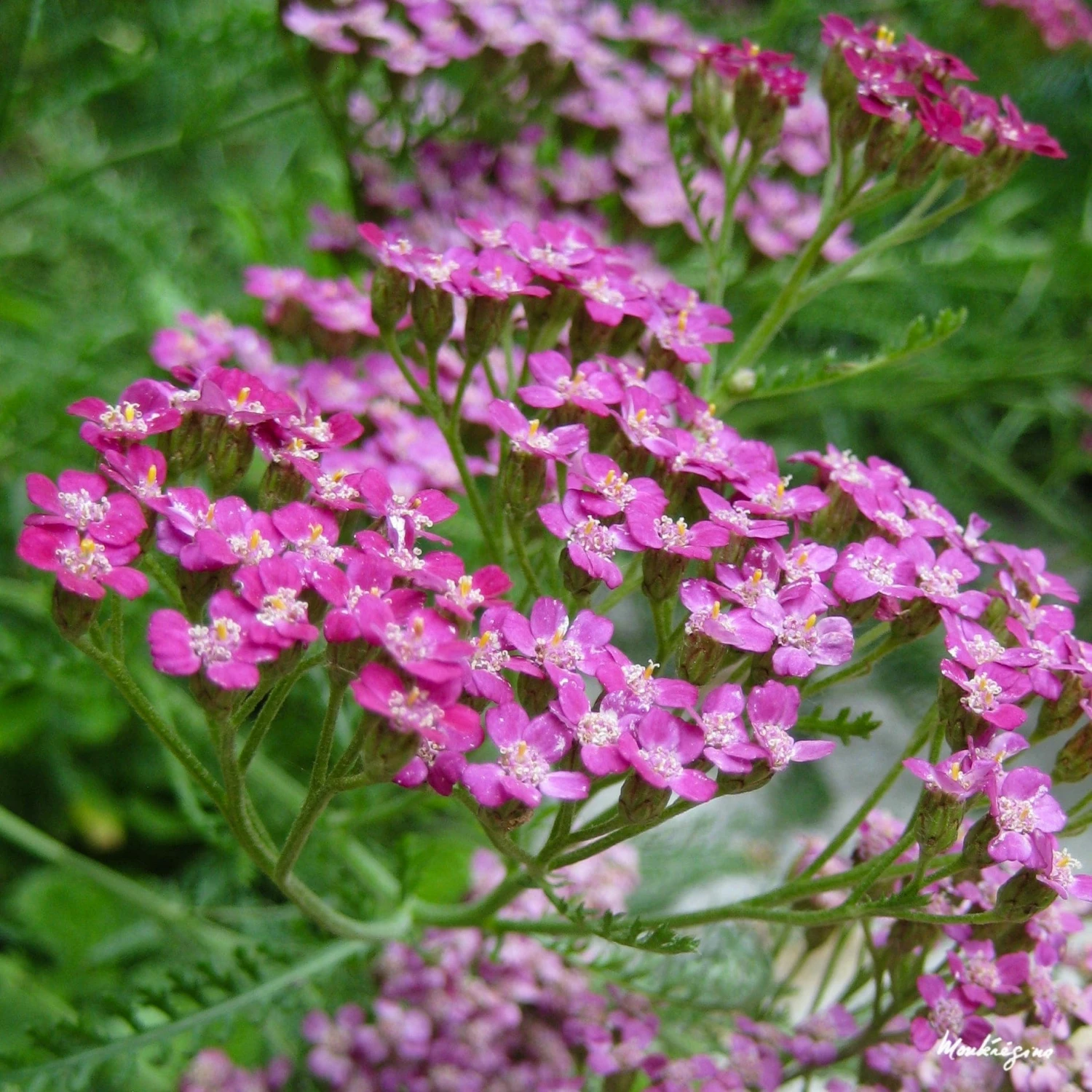 Roots Plants Achillea 'Cerise Queen' Perennials 5 Roots Plants Achillea 'Cerise Queen' Perennials