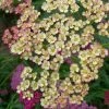 Roots Plants Achillea 'Summer Pastels'