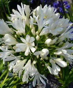Roots Plants Agapanthus 'Silver Baby' Perennials