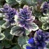 Roots Plants Ajuga 'Burgundy Glow'