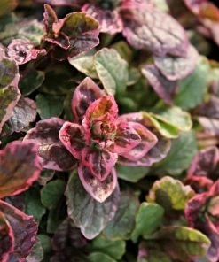 Roots Plants Ajuga 'Burgundy Glow'