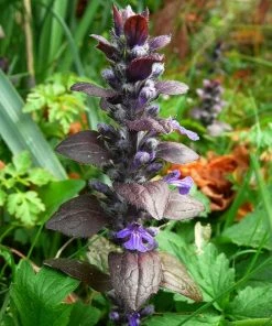 Roots Plants Ajuga 'Burgundy Glow'