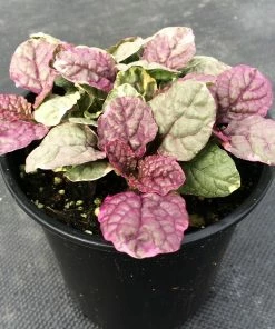 Roots Plants Ajuga 'Burgundy Glow'
