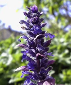 Roots Plants Ajuga 'Burgundy Glow'