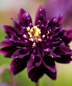 Roots Plants Aquilegia 'Black Barlow'