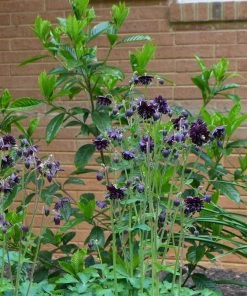 Roots Plants Aquilegia 'Black Barlow'