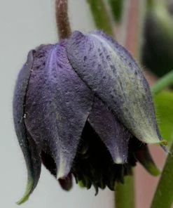 Roots Plants Aquilegia 'Black Barlow'