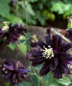 Roots Plants Aquilegia 'Black Barlow'