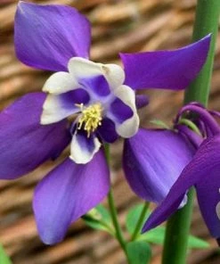 Roots Plants Perennials Aquilegia 'Earlybird Purple White'