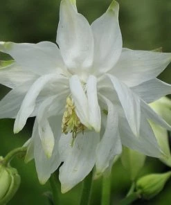 Roots Plants Perennials Aquilegia 'Green Apples'