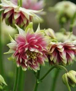Roots Plants Aquilegia 'Nora Barlow' Perennials