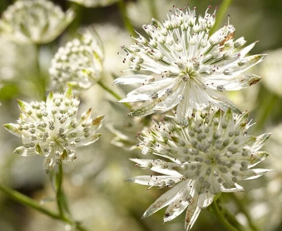 Roots Plants Perennials Astrantia 'Star Of Billion' 4 Roots Plants Perennials Astrantia 'Star Of Billion'