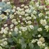Roots Plants Perennials Astrantia 'Star Of Billion'