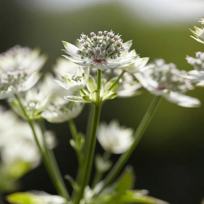 Roots Plants Perennials Astrantia 'Star Of Billion' 5 Roots Plants Perennials Astrantia 'Star Of Billion'